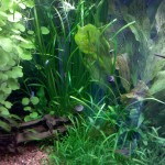 The Brownrice Fishes